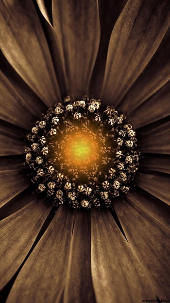 Brown, Flower HD phone wallpaper