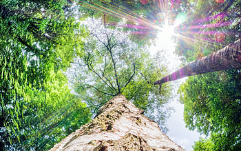 a shot of sun light from above, bark, rays, trunk, sun, forest, tall HD wallpaper