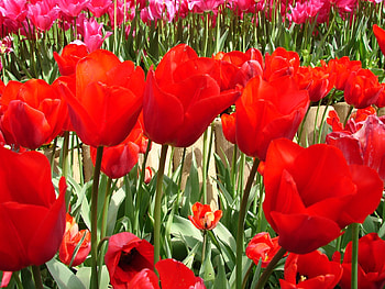 red tulips, red, nature, flowers, tulips, spring HD wallpaper