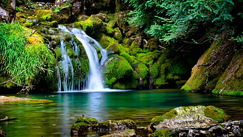 d sound moving background living dolphins animated HD wallpaper