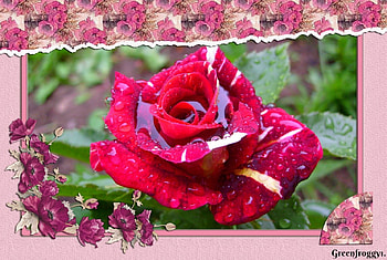 PRETTY ROSE, FLOWER, PRETTY, ROSE HD wallpaper