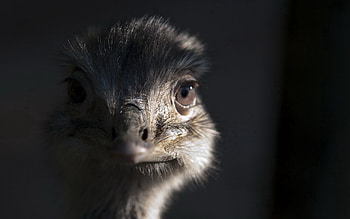 Animals, Ostrich, Shadow, Head, Fluff, Fuzz HD wallpaper