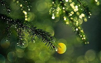 Macro, Glare, Shine, Light, Branch, Spruce, Fir, Thorns, Prickles HD wallpaper