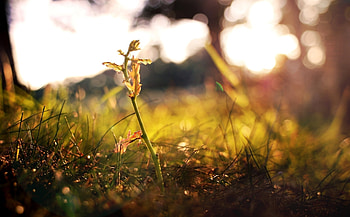 Grass, Autumn, Leaves, Macro, Branches, Sprout HD wallpaper