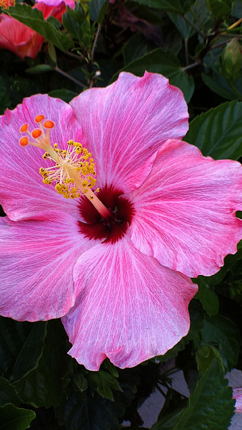 Hibiscus, Light Pink Hibiscus HD phone wallpaper