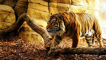 Best tiger visuals, Stunning tiger graphy HD wallpaper