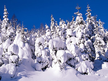 Snow, Winter, , Tree HD wallpaper