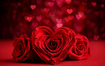 Roses, Bokeh, Valentine day, Hearts HD wallpaper