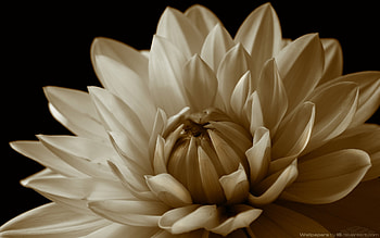 Plants, Flowers, Chrysanthemum HD wallpaper