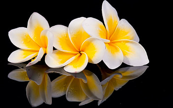 Plumeria, Three, Flowers, Nature HD wallpaper