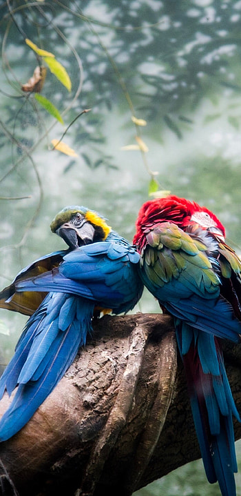 Parrot animals, Colorful parrots couple, Galaxy Note 9, S9 HD phone wallpaper