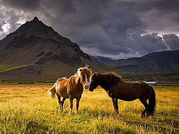 Wild Horses, cool, horses, wild HD wallpaper