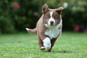 Animals, Grass, Spotty, Spotted, Puppy, Run Away, Run HD wallpaper