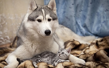 Animals, Cats, Dogs HD wallpaper