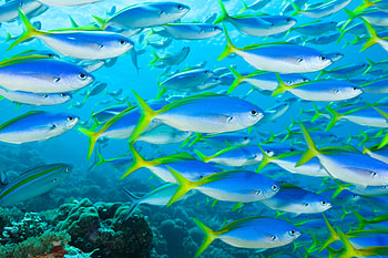 Impact of ocean acidification, Climate change effects, Disrupted fish shoals, Altered marine ecosystems HD wallpaper