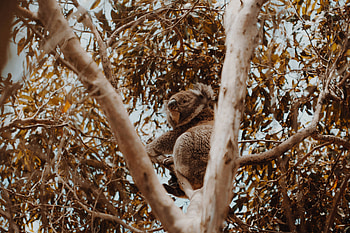 Animals, Wood, Tree, Wildlife, Animal, Exotic, Koala HD wallpaper