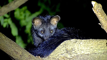 Asian Palm Civet , Paradoxurus Hermaphroditus, Beautiful , Canada's wildlife HD wallpaper