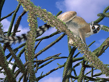Animals, Trees, Striped, Nice, Sweetheart, Lemur, Climb HD wallpaper