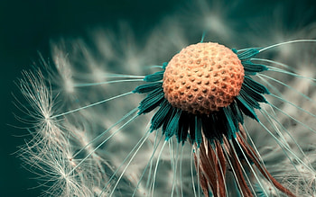 Plants, Flowers HD wallpaper