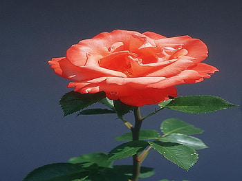 PinkOrangeRose, rose, pink, flower, nature, orange HD wallpaper
