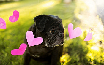 Animals, Background, Dog, Heart HD wallpaper