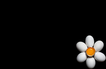 Funny, Flowers, Background, Eggs HD wallpaper
