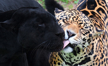 Feline love, leopard, panther, love, kiss, wild HD wallpaper