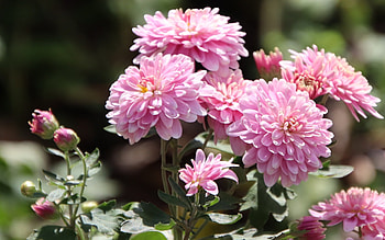 Chrysanthemum, pink, flowers, macro HD wallpaper