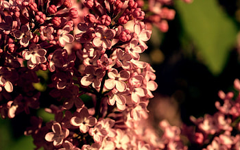 Flowers, Lilac, Close-Up, Bloom, Flowering, Unusual HD wallpaper