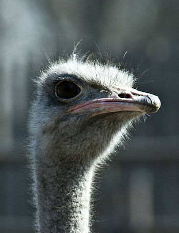 Ostrich gallery, , Kyiv zoo, Creative Commons license HD phone wallpaper