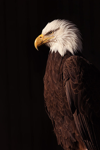 Bald Eagle, Regal predator, Pet birds, Eagle HD phone wallpaper