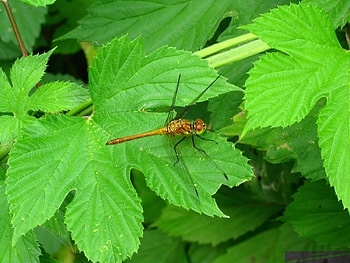 Insects, Leaves, Dragonflies HD wallpaper