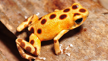 Strawberry poison dart frog, wild animals, , frog, wild, wildlife, animals, nature, wilderness, , strawberry poison frog HD wallpaper