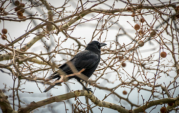 Animals, Bird, Branches, Rook HD wallpaper