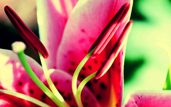 Pink, Flower, Macro, Stamen, Pestle HD wallpaper