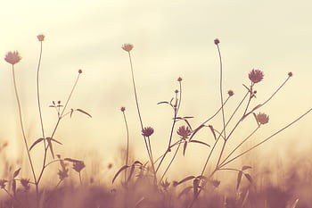 Elegant silhouette of flowers against a soft twilight sky, evoking peace and tranquility. HD wallpaper
