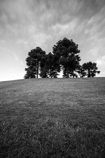 Nature, Trees, Grass, Horizon, Bw, Chb HD phone wallpaper