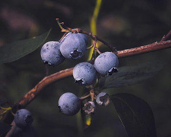 Food, Blueberry, Bilberries, Branch, Berry HD wallpaper