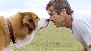 A Dog's Purpose, Top , Backgrounds, Heartwarming story HD wallpaper