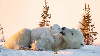 Ultra excellence, Arctic brilliance, Striking , Stunning ry HD wallpaper
