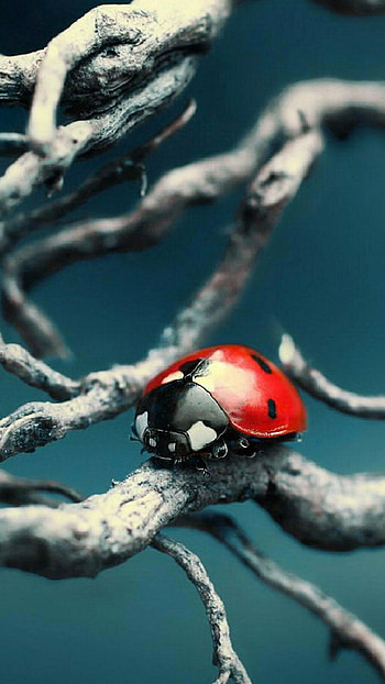 Beetle insect , Mobile backgrounds, Insect's armor, Exquisite details HD phone wallpaper
