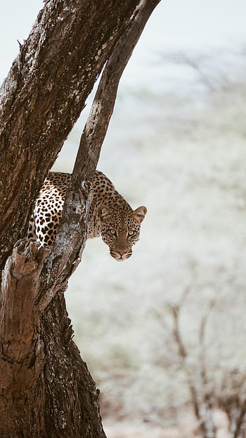Animals, Wood, Leopard, Tree, Predator, Big Cat, Sight, Opinion HD phone wallpaper