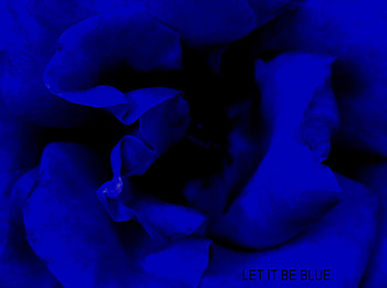 blue, cold, rose, cool, sad HD wallpaper