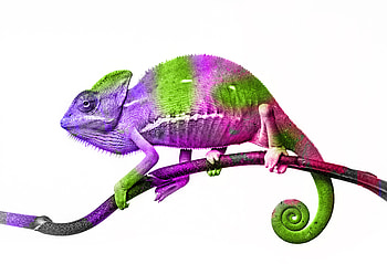 Chameleon, Animal, Lizard, Reptile, Reptiles HD wallpaper
