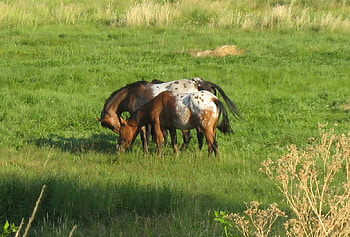 it takes two, horses, grass, love, field HD wallpaper