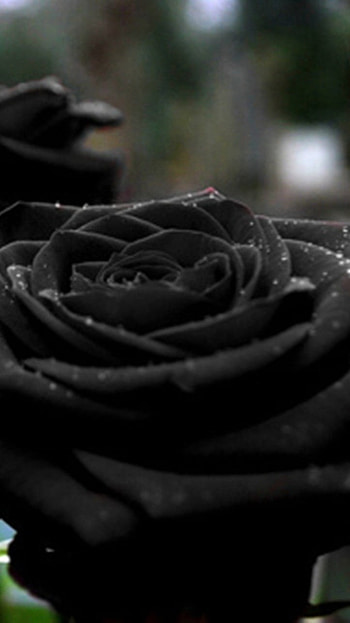 Black Rose, Background HD phone wallpaper