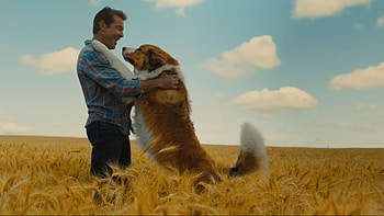 A Dog's Purpose, Top , Backgrounds, Unconditional love HD wallpaper