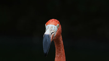 Minimalist flamingo, Pink bird's muzzle, , Artistic simplicity HD wallpaper