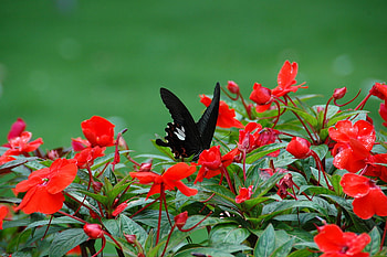 Red Hot, black, butterfly, flower, red, hot, nature, fire HD wallpaper