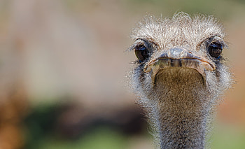 Diverse ostrich , Collection of , Visual variety, selection HD wallpaper